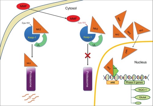 Figure 1 Neuroprotective mode of action: MMF on Nrf2 Phase II genes activation, such as NQO1 (NAD(P)H:quinone oxidoreductase-1) and glutathione S-transferase.
