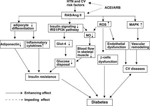Figure 1 Schemata of mechanisms underlying the prevention of diabetes development by inhibition of the renin–angiotensin system (RAS). Hypertension (HTN) and cardiovascular (CV) risk factors are commonly associated with activation of the RAS. Activation of angiotensin II produces the following biological effects: 1) inhibition of insulin activation of the phosphatidylinositol 3-kinase (PI3K) signaling pathway; 2) inhibition of pre-adipocyte differentiation into mature adipocytes, leading to reduction in secretion of adiponectin and increase in inflammatory cytokine production; 3) increased reactive oxygen species (ROS) production, resulting in islet structural damage and β-cell dysfunction; 4) activation of the mitogen-activated protein kinase (MAPK) pathway, leading to vascular remodeling and promotion of CV disease. All of these biological effects cause impairment of glucose metabolism and insulin resistance, thus contributing to the development of diabetes. Inhibition of RAS by either angiotensin converting enzyme inhibitors (ACEI) or angiotensin II type 1 receptor blockers (ARB) prevents these detrimental effects of angiotensin II on glucose metabolism and insulin resistance, therefore potentially reducing the development of diabetes and cardiovascular complications.