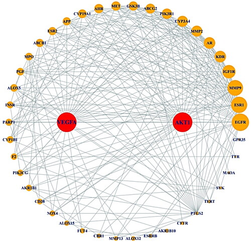 Figure 3. PPI network (44 nodes and 241 edges).