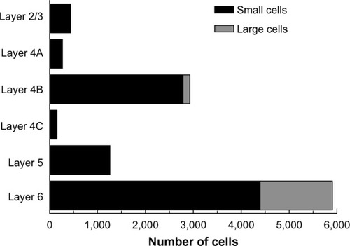 Figure 6 The numbers of retrogradely infected V1 neurons present in the calcarine sulcus.