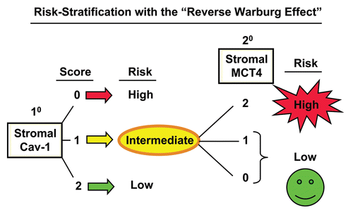 Figure 8 Combining stromal Cav-1 with stromal MCT4 allows for more powerful prognostic stratification. Based on our current studies, patients would first be stratified into high-, intermediate- and low-risk groups, based on the levels of stromal Cav-1 (as a primary biomarker). Then, patients in the intermediate-risk group (with stromal Cav-1 = 1) could be further stratified into high- and low-risk groups, using stromal MCT4 (as a secondary biomarker). High-risk patients, with stromal MCT4 = 2, could be treated differently than lower-risk patients, with stromal MCT4 = 0 and 1, allowing for more personalized cancer care.