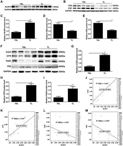 Figure 1 NLRP3 expression levels correlate with the levels of CBS and CSE in human myometritis. (A, B, F) NLRP3, CSE, CBS, OTR, Cx43 and P-p65 protein levels were evaluated by Western blot analysis. GAPDH was used as a loading control. Densitometric analysis was conducted to determine the protein expression of NLRP3 (C), CBS (D), CSE (E), Cx43 (G), OTR (H) and P-p65 (I) in TNL and TL myometrial biopsies. Correlations were analysed between NLRP3 and the expression levels of Cx43, OTR, CBS, and CSE in the pregnant human myometrium at term. Relationships are shown between NLRP3 and Cx43 (J), OTR (K), CBS (L) or CSE (M) in tissues at term. Myometrial tissues were obtained from pregnant women at term before (TNL) or after the onset of labour (TL). Individual comparisons were conducted with one-way ANOVA, and all data are presented as the mean ± SD (n=12, **P <0.01 indicates a significant difference from the TNL group).