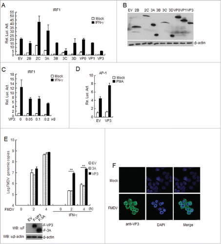 Figure 1. FMDV VP3 negatively regulates the IFN-γ-triggered signaling pathway. (A-B) Effects of the overexpression of FMDV proteins on IFN-γ -triggered IRF1 promoter activation. HEK293T cells (5×104) were transfected with the IRF1 reporter (0.1 μg), pRL-TK (as an internal control; 10 ng), and the indicated expression plasmids (0.1 μg). Twenty hours after transfection, the cells were treated with IFN-γ (50 ng/ml) or left uninfected for 12 h before luciferase assays were performed. The expression of FMDV proteins was analyzed by western blotting in B. (C) Dose-dependent effects of FMDV VP3 on the IFN-γ-triggered activation of the IRF1 promoter. The experiments were performed as described in A. (D) Effects of overexpression of FMDV VP3 on PMA-triggered AP-1 promoter activation. HEK293T cells (5×104) were transfected with the AP-1 reporter (0.1 μg), 10 ng of pRL-TK (as an internal control) and the indicated expression (0.1 μg) plasmids. Twenty hours after transfection, the cells were treated with phorbol 12-myristate 13-acetate (50 ng/ml) or left untreated for 12 h before luciferase assays were performed. (E) Increased copies of the FMDV genome in VP3-transfected BHK-21 cells. BHK-21 cells stably expressing VP3 or 3A were treated with IFN-γ (100 ng/ml) or left untreated for 1 h and infected with FMDV at the indicated times. FMDV genome copies were assessed using a real time quantitative RT-PCR assay. The values are expressed as the mean ± SD of three independent experiments. Protein expression was analyzed by protein gel blotting before treatment with IFN-γ . (F) VP3 localizes to the cytoplasm and nucleus in FMDV-infected BHK21 cells. BHK21 cells were infected with O-type FMDV (MOI=0.1) or left uninfected. The cells were fixed at 8 h post-infection (hpi) and subjected to an indirect immunofluorescence assay to detect the VP3 protein (green). The position of the nucleus is indicated by DAPI (blue) staining in the merged image. Rel. Luc. Act.: relative luciferase activity, EV: empty vector.