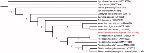 Figure 1. Phylogenetic relationship for Rhododendron datiandingense and 16 additional species using their complete chloroplast genomes. The genomes of additional species were downloaded from GenBank and their GenBank accession numbers are shown in parentheses. The numbers on the branches are Bayesian posterior probabilities.