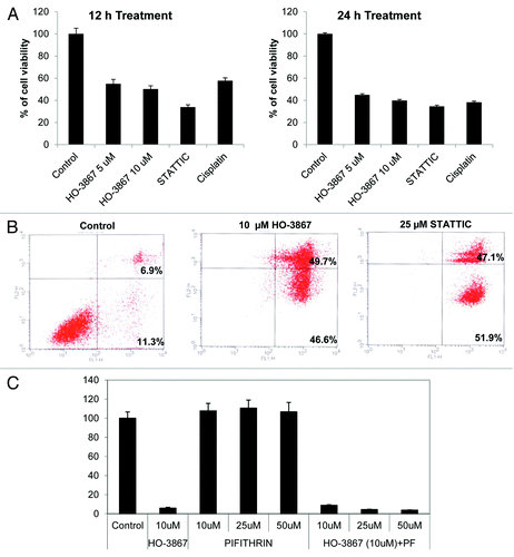 Figure 5. Effect of HO-3867 on viability and apoptosis in BRCA1-mutated breast cancer cells. (A) MTT assay of BRCA1-mutated breast cancer cell line (SUM149) treated with 5 or 10 μM HO-3867, 25 μM STATTIC or 10 μg/mL cisplatin for 12 or 24 h. Cells showed a significant decreased in viability as early as 12 h. By 24 h all treatments decreased viability by 50–60 percent. (B) Flow cytometry with propidium iodide and annexin V. Treatment with 10 μM HO-3867 and 25 μM STATTIC showed a significant increase in the number of cells in apoptosis from controls (96.3% and 99% vs 18.2%, respectively). Graphical representation of flow cytometry results shown. (C) Inhibition of p53 by pifithrin did not reverse the STAT3 inhibitor induced apoptosis. BRCA1 mutated ovarian cancer cells were pretreated with the pifithrin 10, 25 and 50 µM for 1 h and then treated with HO-3867 and STATTIC for 24 h. Cell viability was analyzed by MTT assay. STATTIC data not shown.