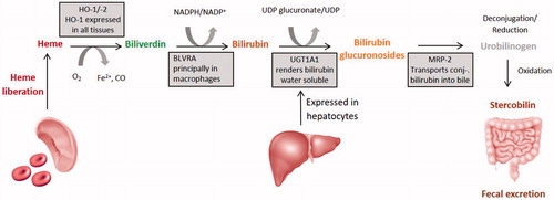 Figure 1. Bile pigment metabolism – from heme to bilirubin (modified according to Wagner et al. [Citation33]). Hemoglobin is cleaved to yield globin and heme. Heme is enzymatically converted to biliverdin by liberating iron, via oxidation of its α-methene bridge, with loss of a carbon atom (CO). This opens the porphyrin ring, forms the open-chain, linear tetrapyrrole biliverdin, which yields bilirubin after enzymatic reduction of biliverdin’s central methine bond. In the liver, bilirubin is conjugated to enable excretion into the bile, requiring the enzymes UGT1A1 (conjugation) and MRP2 (excretion into the bile). HO: heme oxygenase; BLAVR: biliverdin reductase; UGT1A1: uridine glucuronosyl transferase 1A1; MRP2: multi-drug resistance protein-2.