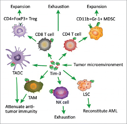 Figure 1. Tim-3 negatively regulates cell-mediated antitumor immunity. Tim-3 expression on T cells in cancer may induce T cell exhaustion, promote the expansion of immunosuppressive CD4+FoxP3+ regulatory T (Treg) cells and CD11b+Gr-1+ myeloid suppressor cells (MDSC). TIM-3 as a surface molecule is selectively expressed on leukemia stem cells (LSC), especially in acute myeloid leukemia (AML), and as such promotes the progression of AML. In addition, Tim-3 also up-regulates on tumor associated dendritic cells (TADC) and macrophages (TAM), and attenuates the antitumor effects of cancer vaccines.