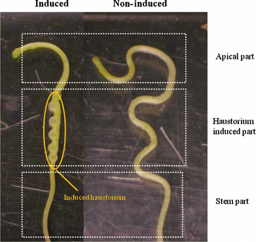 Figure 4.  Haustorium induced and non-induced Cuscuta japonica seedling. Only FR light or only contact signal did not induce haustorium. Haustorium was developed between apical and stem part.