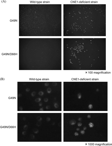 Fig. 4. Immunofluorescence staining of the mutant lysozymes G49N and G49N/D66H expressed in wild type and CNE1-deficient S. cerevisiae using Anti-cMyc epitope antibody.Notes: (A) Low magnification (×100); (B) high magnification (×1000).