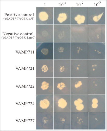 Figure 3. Interaction of PVA31 and VAMP proteins. Yeast two-hybrid assay were performed to confirm between PVA31 and Arabidopsis VAMP proteins. PVA31 and VAMP/711/721/722/724/727 were fused with activation domain (AD) and DNA binding domain (BD) of the transcription factor GAL4, respectively. The yeast strains co-transformed with PVA31 and indicated VAMPs plasmids were grown on selective media lacking leucine, tryptophan and histidine and adding 3-AT. Positive control: pGADT7-T-antigen and pGBKT7-p53. Negative control: pGADT7-T-antigen and pGBKT7-Lamin C.