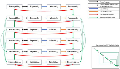 Figure 1. Model structure: compartments in the SEIR dynamic model of SARS-CoV-2 infection. Black arrows represent the movement between the susceptible and exposed compartments, which is driven by the force of infection. The dashed black arrows indicate that the force of infection is modified by vaccination compared to the same transition in the unvaccinated stratum. Each vaccine stratum is associated with a unique vaccine effectiveness estimate. The blue arrows represent the loss of latency, which means the infection becomes transmissible. The orange arrows represent the loss of infectiousness, which means the infection is cleared and natural immunity develops. The red arrows represent the loss of natural immunity following infection and transition back to the susceptible state. Loss of latency, loss of infectiousness, and loss of natural immunity are the same for all vaccine strata but can change over time. The green arrows represent the possible vaccination paths. The inset box is a stylized version that shows the possible vaccination paths more clearly (please see the Technical Appendix for the mathematical equations driving each transition). Abbreviations. B1, first booster; B2, second booster; BB, bivalent booster; F23, fall 2023 vaccine; u, unvaccinated; v, primary series vaccination.