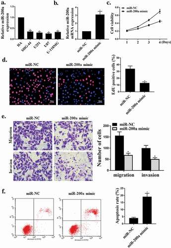 Figure 2. LINC00467 targeted miR-200a.miR-200a targets E2 F3.(a). MiR-200a was predicted to be a potential target for LINC00467. (b). Relative luciferase activity in cells co-transfected with and miR-200a mimics and LINC00467. (c). RIP pulldown assay. (d). The expression level of miR-200a mRNA in U87 cells. (e). E2 F3 was a target gene of miR-200a. (f). Analysis of relative luciferase activity in miR-200a mimics and E2 F3-co-transfected cells. (g) and (h).E2 F3 protein expression levels in U87 cells. N = 3, * p < 0.01, ** p < 0.05