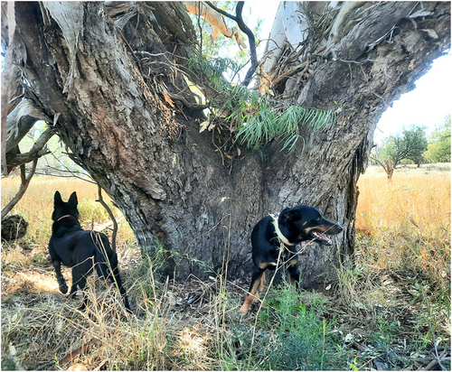 Figure 1. Wilga in redgum on the murramanaarr paleo-channel.