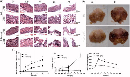 Figure 1. Effect of TLR4 deficiency on stress-induced gastric mucosal injury. (A) Histological analysis of gastric mucosa of WT and TLR4−/− mice (n = 5 each) exposed for indicated times to water immersion restraint stress. (B) Gastric mucosa of mice (n = 5 each) stressed for 4 h. (C) Stress-induced gastric mucosal damage quantified as gastric ulcer index (UI); these values, along with serum cortisol and corticosterone concentrations, are shown as the mean ± SEM (n = 5 mice per group). *p < .05 (one-way ANOVA, Tukey’s test) versus stressed WT mice at each time point.