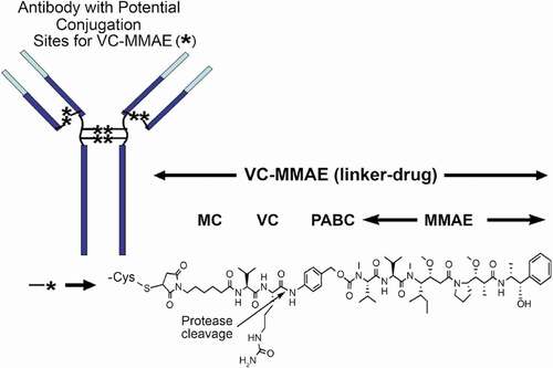 Figure 1. Chemical structure of a vc-MMAE ADC