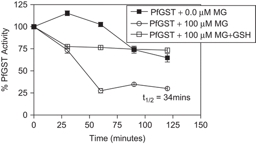 Figure 4.  The time-dependent inactivation of PfGST by MG. The incubation mixtures contained PfGST (0.48 μM), 100 mM HEPES buffer (pH 6.5), and concentrations of MG (0 and100 μM). The incubation temperature was 30°C. At 30 minute intervals, 25 µl of the incubation mixture was withdrawn and assayed for GST activity.