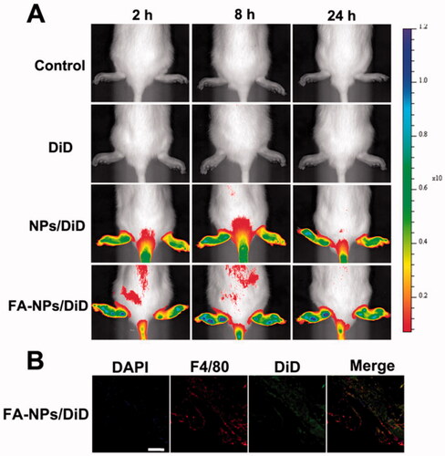 Figure 3. In vivo biodistribution of NPs/DiD in rats with adjuvant-induced arthritis. (A) Real-time fluorescence images of control, free DiD, NPs/DiD, and FA-NPs/DiD at different time points. (B) Confocal laser scanning microscopy images of legs treated with FA-NPs/DiD for 24 h. Cell nuclei were stained with DAPI (blue), F4/80 fluorescence is displayed in red, and DiD fluorescence is displayed in green. Scale bar represents 100 μm.