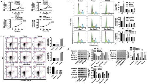 Figure 3. Overexpression of TRIM58 inhibits GC cell proliferation via cell-cycle arrest and increase in cell apoptosis AGS, HGC27, or SNU719 cells were infected with shTRIM58 (shTRIM58-1 and TRIM58-2) or TRIM58 lentiviruses. (A) Cell proliferation was assessed by CCK-8 or BrdU-ELISA at 0, 24, 48, and 72 h. (B-C) After 48 h of infection, cell-cycle phase proportions and apoptosis were assessed by flow cytometry. (D) The levels of related proteins (β-catenin, C-myc, Cyclin D1, and survivin) were analyzed by Western blot. **P < .01 and ***P < .001 were compared to vector or shNC.