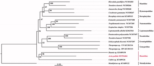 Figure 1. Phylogenetic tree showing Arria pallida relationship with other Mantodea, based on 13 protein-coding genes.