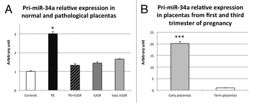 Figure 1. pri-miR-34a quantity is significantly higher in PE and first trimester placentas. (A) Expression was assessed by qRT-PCR in 10 term control placentas (Controls), 10 preeclamptic placentas (PE), 5 preeclamptic placentas associated with IUGR (PE+IUGR), 7 IUGR placentas (IUGR) and 6 vascular IUGR (vasc IUGR). The Ct values of each sample were normalized by those obtained for SDHA. The expression level obtained for the control placentas was arbitrary set to one. *P< 0.05 by the Student t-test relative to the control samples. (B) Expression was assessed by qRT-PCR in 10 term control placentas (Term placentas) and 26 placentas from first trimester of pregnancy (Early placentas). The Ct values of each sample were normalized by those obtained for SDHA. The expression level obtained for the control term placentas was arbitrary set to one. ***P < 0.001.