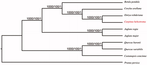 Figure 1. Phylogenetic relationships of nine Betulaceae species based on chloroplast genome sequences with Prunus persica (Rosaceae, HQ336405) as an outgroup. NJ/ML/Bayesian posterior probabilities/bootstrap values are shown at nodes. Accession numbers: Betula pendula LT855378, Corylus avellana KX822768, Ostrya rehderiana KT454094, Carpinus oblongifolia MG720817, Juglans regia NC_028617, Juglans major NC_035966, Quercus baronii KT963087, Quercus variabilis KU240009, Castanopsis concinna NC_033409.