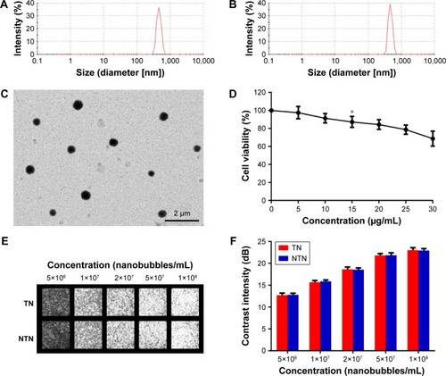 Figure 3 Characteristics of nanobubbles.Notes: (A) Size-distribution curve of targeted nanobubbles. (B) Size-distribution curve of non-targeted nanobubbles. (C) Observation of targeted nanobubbles under transmission electron microscope. (D) Cell viability of 786-O cells after incubation with lipid material (*P<0.05, a significant difference in comparison with the cell viability of 786-O cells incubated with no lipid material). (E) Ultrasound images of nanobubbles in vitro. (F) Quantification of ultrasound images of nanobubbles in vitro.Abbreviations: TN, targeted nanobubbles; NTN, non-targeted nanobubbles.