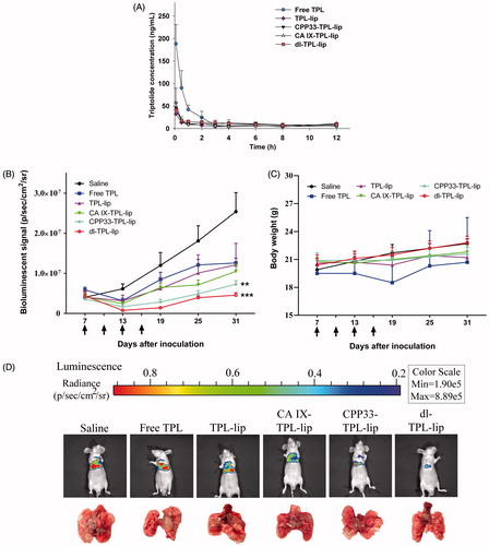 Figure 4. (A) Plasma concentrations of TPL in normal Sprague-Dawley rats that received endotracheal administration of different TPL formulations at a TPL dose of 0.5 mg/kg (n = 4, mean ± SD). (B) Changes in tumor burden monitored by the IVIS Lumina XR system (n = 5, mean ± SEM); Arrows indicate time of administration (on day 7, 13, 19, 25); **p < .01, ***p < .001, compared with saline. (C) Changes in body weight of orthotopic lung tumor bearing mice. (D) Representative bioluminescent images and corresponding lung tissue of the mice at day 31 after tumor inoculation.