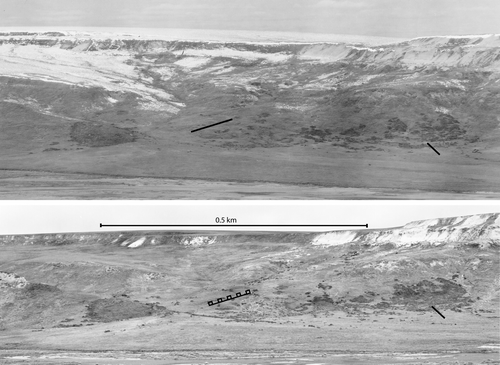 FIGURE 1 Shrub expansion along the Sagavanirktok River on North Slope, Alaska. The old photo (top panel) was taken during the growing season of 1948 and has evidence of a recent snowfall (U.S. Geological Survey/U.S. Navy). The new photo (bottom panel) was taken during the growing season of 2001 (Ken Tape). Transects are indicated on both old and new photos.