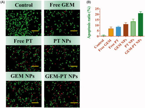 Figure 5. Dual AO/EB staining assay for examining Free PT, Free GEM, PT NPs, GEM NPs, and GEM-PT NPs-induced cell death in CNE2 cells. The cells were treated with Free PT, Free GEM, PT NPs, GEM NPs, and GEM-PT NPs at 2.5 µM concentration for 24 h. (B) Quantification of apoptosis ratio. The cells were quantified by image J software.