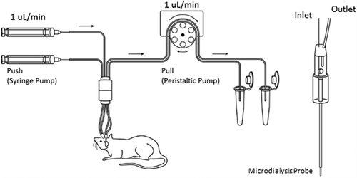 Figure 5. The Push-Pull system for large-pore microdialysis. The system requires both a syringe pump and a peristaltic pump to maintain a consistent flow rate before and after the microdialysis probe. The microdialysis probe has an open vent to keep the inner fluid pressure constant and prevents ultrafiltration of perfusion fluid from the probe into the brain tissue. More details have been discussed in Ref 2