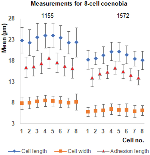 Fig. 2. Size differences among the cells of the 8-cell coenobia (mean and standard deviation) for strains AICB 1155 and 1572. The coenobial cells were counted from left to right.