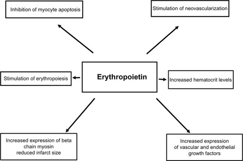 Figure 2 ESA effects beyond erythropietic capacity: potential endothelial and intracellular signaling effects.