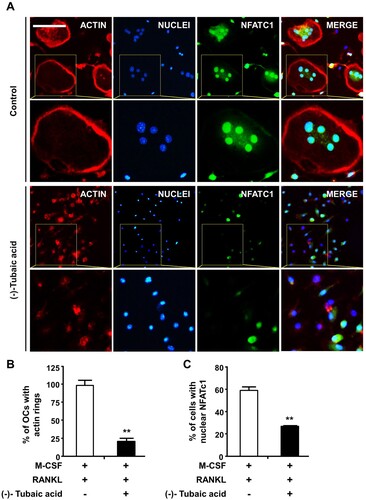 Figure 3. (-)-Tubaic acid impairs actin ring formation and decreases nuclear localization of NFATc1. (A) BMMs were incubated on glass coverslips in an osteoclastogenic medium containing M-CSF (10 ng/ml) and RANKL (20 ng/ml) with (-)-tubaic acid (5 μM) or vehicle. After four days, the cells were fixed and probed with anti-NFATc1 antibody (green), followed by staining with rhodamine-conjugated phalloidin (red) and DAPI (blue). Yellow dashed rectangles were magnified in the lower panels. Scale bar, 50 μm. Quantification of the percentages of (B) cells displaying actin rings and (C) cells with nuclear NFATc1. **p < 0.01 versus vehicle-treated control, t-test.