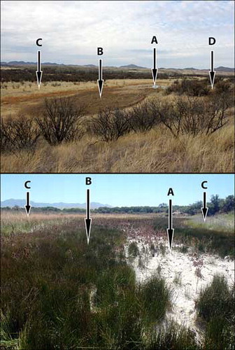 Figure 1. Photos of cienegas at Las Cienegas National Conservation Area (NCA). Top: Cienegas showing a patch of (a) open water with (b) darker, dormant and senescent cienega vegetation surrounded by (c) floodplain grassland and (d) upland shrub savanna/shrubland during the winter rainy season when most vegetation, cienega or other, is senescent. Photo by Andrew Salywon, 2/2/2014. Bottom: A cienega showing (a) white, dried algae cover; (b) dark green cienega vegetation; and (c) light green and brown surrounding vegetation during the dry summer season. The cienega vegetation has greater access to water and shows a stronger greening response than other vegetation before the monsoon season. Photo by Natalie R. Wilson, 6/8/2014.