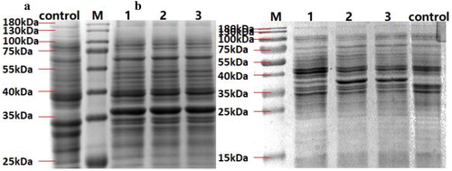 Figure 2. The soluble protein of different strains from samples induced after 3 h (a) and 18 h (b).Note: M: Marker; control: BL21(DE3); 1: BL21(DE3)/pET28a-phlD1; 2: BL21(DE3)/pNEW-phlD1-rop; 3: BL21(DE3)/pNEW-phlD1-norop. The position indicated by the black arrow is the location of PhlD protein.