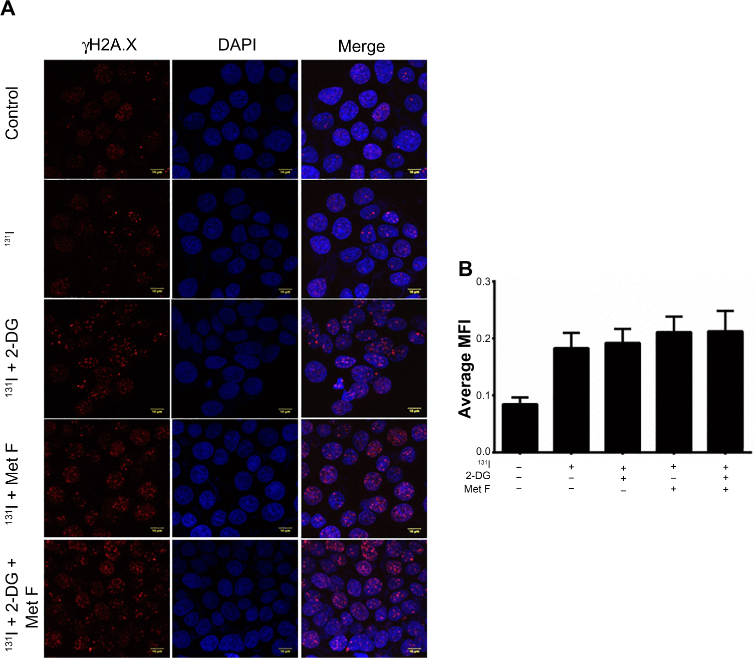 Figure S5 (A) Foci assay images from Figure 5 (MCF-7 plain cells treated with 131I and its combination with radio sensitizers) showing foci staining with dylight 633 secondary antibody in red channel, nucleus stained with DAPI in blue channel, and merged image showing colocalization of foci with nucleus. Scale bars represent 10 μm. (B) Quantification of foci from the IF images. In each sample, 50 cells were quantified for intensity of staining from various fields of the cover slip.