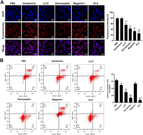 Figure 4 Antimicrobial peptides inhibit the infection of K. pneumoniae on lung cells. (A) The fluorescence of lung cells infected by K. pneumoniae was treated with PBS, Gentamicin, and the four antimicrobial peptides. Scale bar = 100 μm. (B) The apoptosis of lung cells and the Annexin V positive cells density. *P < 0.05, **P < 0.01, ***P < 0.001 vs PBS group, ###P < 0.001 vs Gentamicin group.