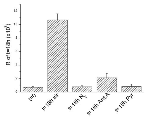 Figure 3. The metabolic check point (MCP) at the G1/S transition. The recruitment into S of ascites cells as measured by R at 18 h as compared with t = 0 and the effects of nitrogen incubation or antimycin A (6 × 10−6M) or pyruvate (10 mM) on this recruitment. Values are expressed as mean ± SEM of three experiments.