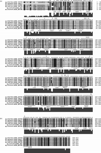 Figure 4 Alignment of primary structures of AChE sequences from Homo sapiens (HUMAN), Mus musculus (MOUSE), Rattus norvegicus (RAT), Felis silvestris catus (FELCA), Oryctolagus cuniculus (RABIT) and Bos taurus (BOVIN). For further description, see Figure 2. For more details see the text.