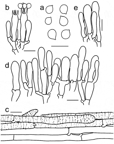 Figure 9. Microscopic features of Tricholomopsis flava (type, HKAS 96940). (a) Basidiospores; (b) Basidia; (c) Pileipellis; (d) Cheilocystidia; (e) Caulocystidia. Bars: a – e = 10 μm. Drawing by Zhu-Liang Yang.
