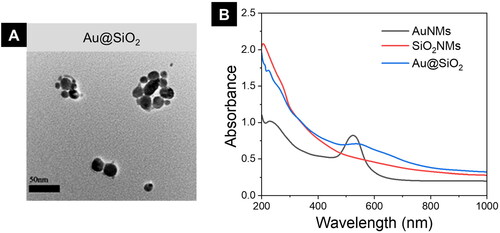 Figure 2. Characterization of Au@SiO2 HNPs. TEM analysis of Au@SiO2 HNPs. B) UV–Vis–NIR absorption spectra of AuNMs, SiO2 NMs and Au@SiO2 HNPs (scale bar 200 nm).