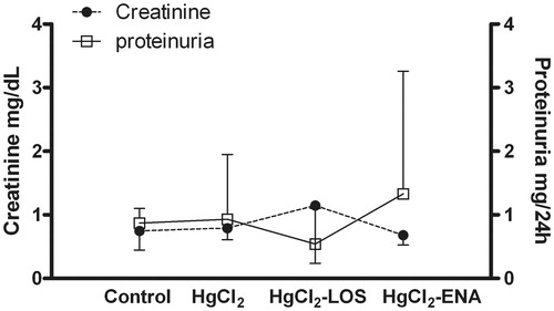 Figure 8. Losartan and Enalapril effects on renal function in HgCl2-induced nephropathy. Serum creatinine levels and urinary protein content remained similar in all HgCl2-treated rats compared to values in Group VI control rats (untreated, saline gavaged). Values from rats that received Losartan or Enalapril only were not significantly different from the Group VI rats and so are not presented. Values shown are mean ± SD (n = 10/group). Data analysis was performed using a non-parametric ANOVA (Kruskal-Wallis Test) and a Dunn’s multiple comparisons test.