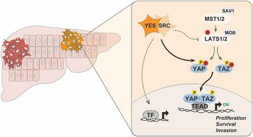 Figure 1. Aberrant YES signaling promotes hepatic oncogenesis. Upon activation in hepatocytes, the SRC-family kinase YES directly phosphorylates YAP (Tyr391 and Tyr407) and TAZ (Tyr305) on tyrosine residues, thereby promoting their nuclear accumulation and transcriptional activity. SRC may also redundantly regulate the activity of YAP and TAZ in certain cellular contexts. In parallel, YES and SRC can phosphorylate and inhibit the activity of LATS1/2 kinases to antagonize the negative regulation of YAP/TAZ by the Hippo pathway. Activated YAP and TAZ then associate with TEAD, and possibly other, family of transcription factors to activate gene expression programs controlling proliferation, survival and invasion of transformed hepatocytes. It is likely that YES signaling regulates the activity of other transcription factors and effectors that contribute to liver tumorigenesis. Phosphorylated tyrosine and serine/threonine residues are depicted in yellow and red, respectively. MST, mammalian STE20-like protein kinase; SAV1, Salvador family WW domain containing protein 1; LATS, large tumor suppressor kinase; MOB, MOB kinase activator; YAP, Yes-associated protein 1; TAZ, WW domain-containing transcription regulator protein 1; TEAD, TEA domain; TF, transcription factor.