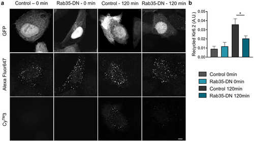 Figure 5. KATP channel recycling is minimized by Rab35-DN. (a) Representative immunostaining images obtained from Hela cells transfected with HA-Kir6.2/SUR2A and GFP-tagged Rab35-DN. Recycled HA-Kir6.2 was labeled with CyTM3-conjugated secondary antibody. The total amount of KATP channels in the process of endocytosis and recycling was labeled with Alexa Fluor647-conjugated secondary antibody. Scale bar, 5 µm. (b) Quantification of the recycled HA-Kir6.2 as the ratio of CyTM3 fluorescence intensity to Alexa Fluor647 fluorescence intensity in control and Rab35-DN groups for recycling time courses of 0 min and 120 min. n ≥ 5 images in each group. *P < 0.05 determined by two-way ANOVA followed by Holm-Sidak test.