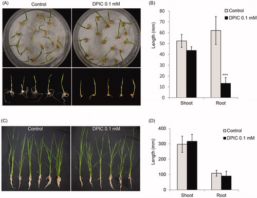 Figure 4. Effects of DPIC on rice seedling growth. Rice seeds were soaked in 0.1 mM DPIC or distilled water for 1 h, incubated for 7 days at 30 °C, and then the shoot and root lengths were measured (A,C). The germinated seeds were transferred to egg pots, were grown for another 7 days, and then the shoot and root lengths were measured (B,D). The plants were grown under a 14 h light and a 10 h dark cycle at 30 °C with 70% humidity. The shoot and root lengths of ten rice seedlings per condition (with or without DPIC) were measured and averaged. Asterisks indicate significant differences between the Control and DPIC 0.1 mM samples (***p < 0.001).