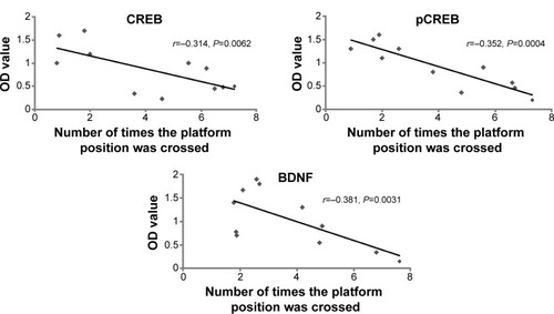 Figure 4 Correlation between cognition and CREB, pCREB, and BDNF.