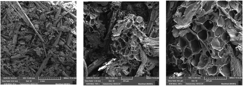 Figure 5. SEM micrographs of surface of pith fractions of sugarcane bagasse at different scales.