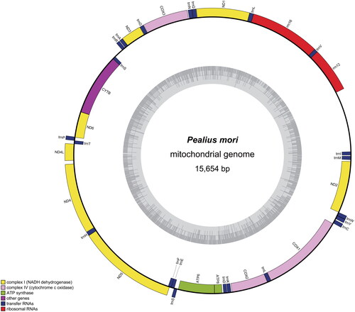 Figure 2. The circular mitogenome map of Pealius mori.