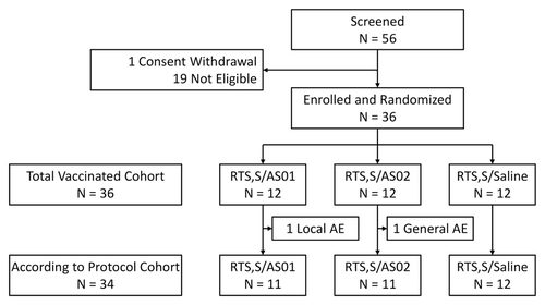 Figure 1. CONSORT diagram of study flow in phase II randomized, double-blind study of humoral and cell-mediated immune responses against 3 doses of RTS,S malaria vaccine formulated with AS01 (RTS,S/AS01) or AS02 (RTS,S/AS02) compared with 3 doses of RTS,S reconstituted with saline (RTS,S/saline).