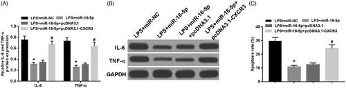 Figure 6. Overexpression of CXCR3 reverses the protective effect of miR-16-5p on LPS-induced A549 cell. (A,B) Overexpression of CXCR3 on the protein expression of IL-6, TNF-α in LPS-induced A549 cells; (C) Overexpression of CXCR3 on the apoptosis of LPS-induced A549 cells compared with LPS + miR-NC group, *p < .05; compared with LPS + miR-16-5p + pcDNA3.1 group, #p < .05.